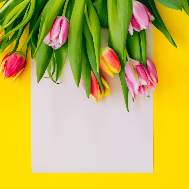 Spring background: pink tulips on beige card framed with yellow background. Flat lay. Copy space.