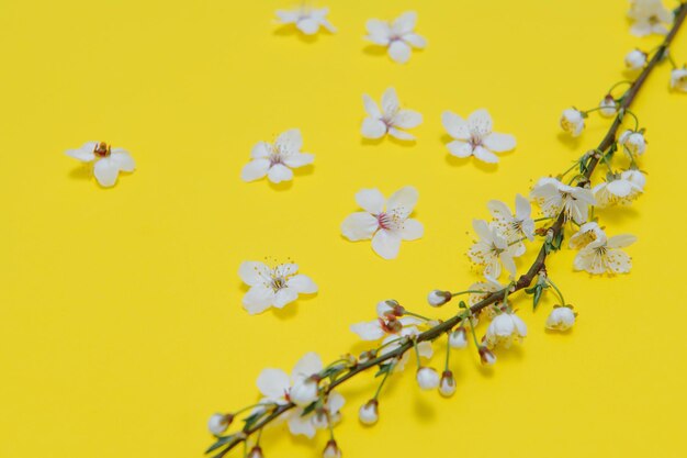 春の背景テーブル緑の5月の花と4月の花の自然背景に花の咲く桜のバナーブランチのために夢のようなロマンチックなイメージ風景パノラマコピースペース