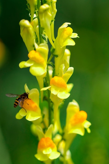 Sfondo di primavera con bellissimi fiori gialli.