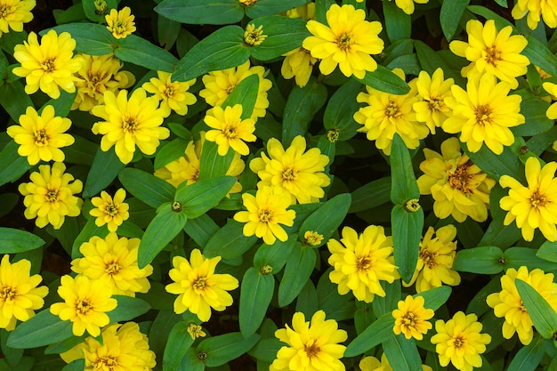 아름 다운 노란 꽃과 봄 배경