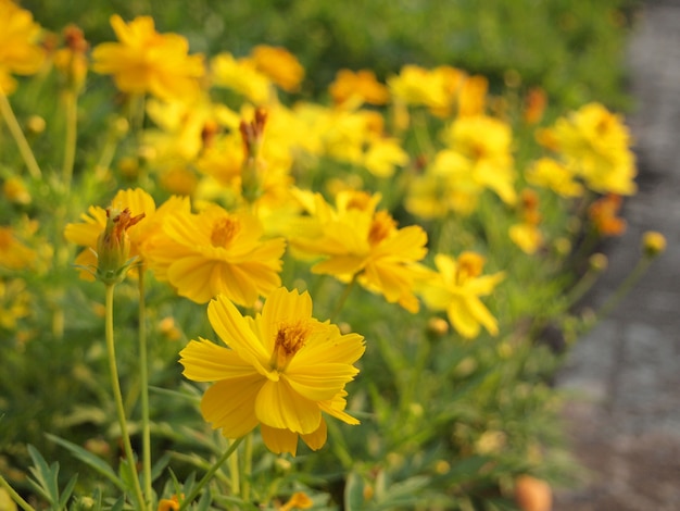 美しい黄色の花と春の背景