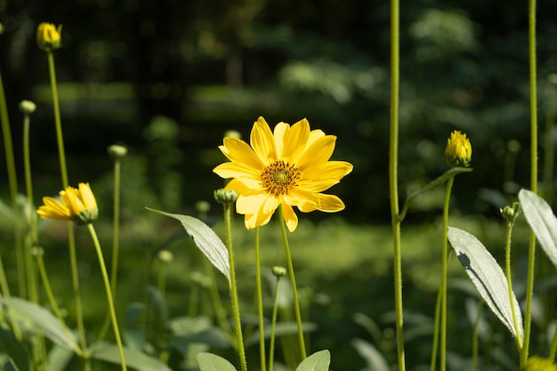 Spring background with beautiful yellow flowers