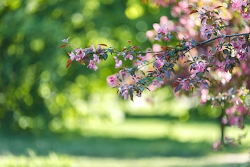 Premium Photo | Spring background with blooming branch of pink cherry tree  against the backdrop of a green garden