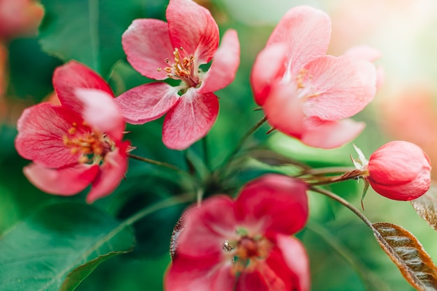 Spring background with blooming bright pink apple tree flowers