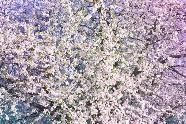 Spring background with blooming tree with gentle branches and white flowers