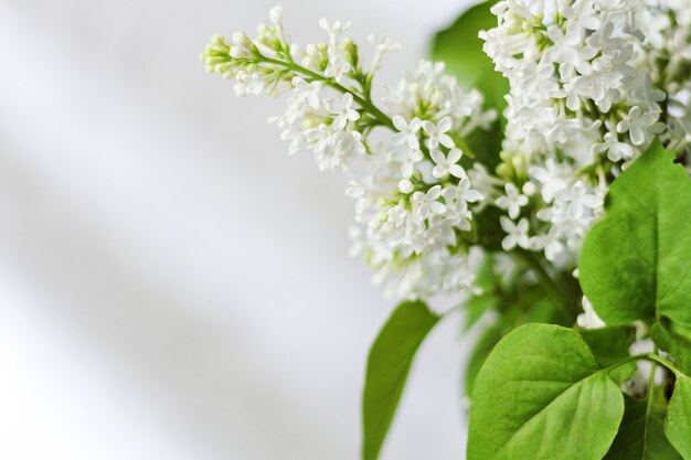 Spring background with blooming white lilac against light background, empty place for text, small depth of focus.