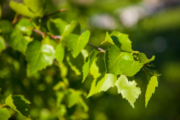 Spring background with bright green leaves of birch