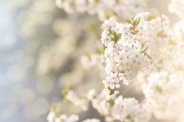 Spring background with cherry tree flowers