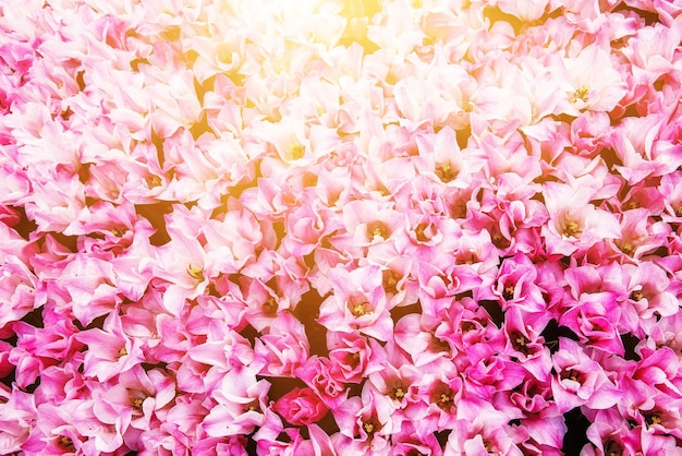 二重ピンクのチューリップの花と春の背景、コピースペースと花の自然な季節のイースターの背景