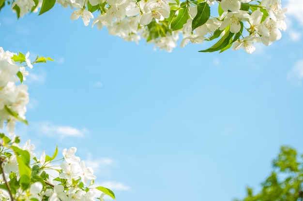 開花リンゴの花と春の背景