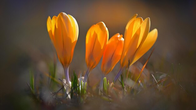 Spring background with flowers Beautifully colored flowering crocus saffron on a sunny day Nature photography in spring time