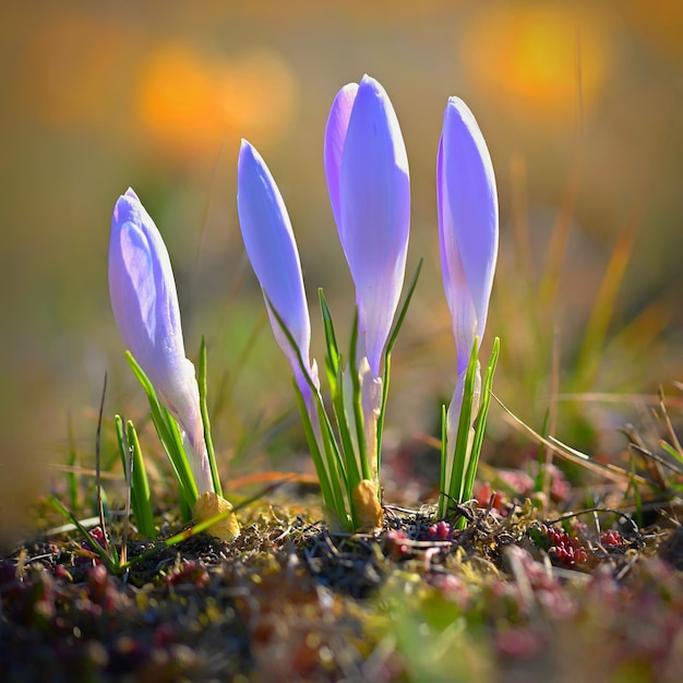 Spring background with flowers Beautifully colored flowering crocus saffron on a sunny day Nature photography in spring time