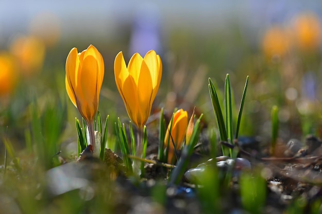 Spring background with flowers Beautifully colored flowering crocus saffron on a sunny day Nature photography in spring time