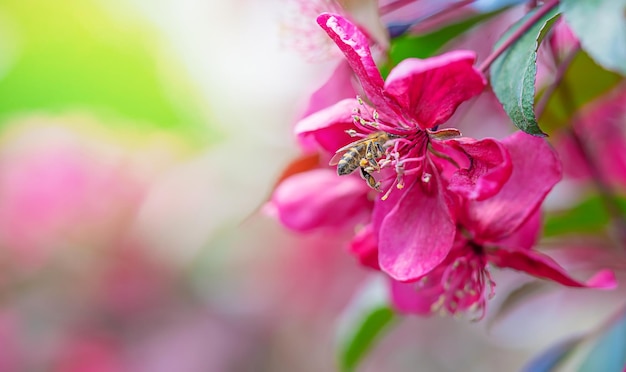 Spring background with pink blooming apple tree flowers. Copy space