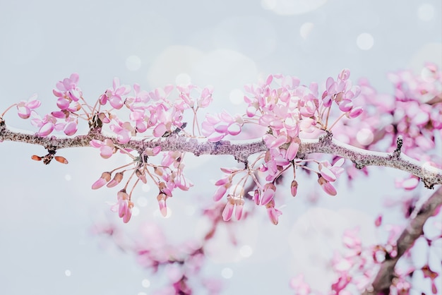桜のピンクの花の枝と春の背景。美しい自然の景色