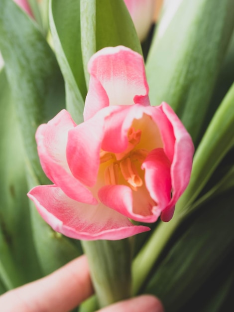 Spring background with pink tulips Congratulation concept