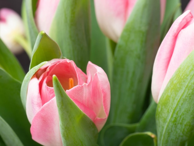 Spring background with pink tulips Congratulation concept