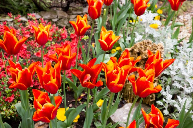 Spring background with red tulips flowers beautiful blossom tulips field spring time