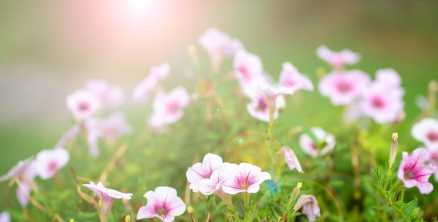 Spring background with sun flares on flowers