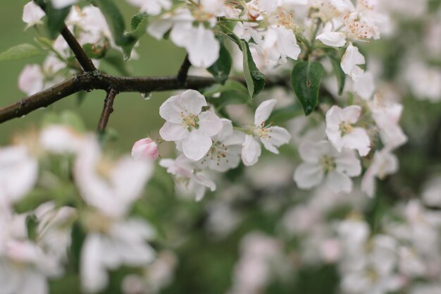 Spring background with white flowers and apple leaves Blur spring blossom background