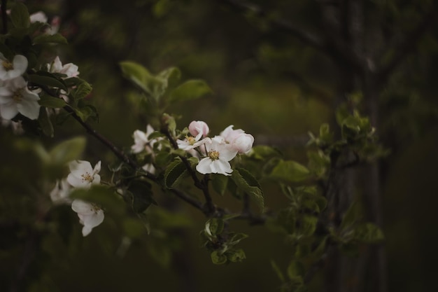 Весенний фон с белыми цветами и листьями яблони Размытие фона весеннего цветения
