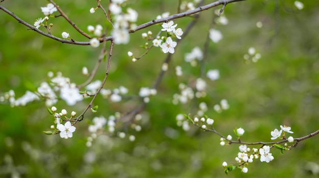 Spring background with white flowers A blooming garden