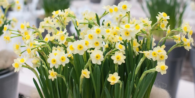 白い水仙の花と春の背景春または夏のコンセプト挨拶お祝いカード