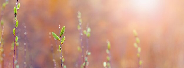 Spring background with willow branches during flowering on a sunny day