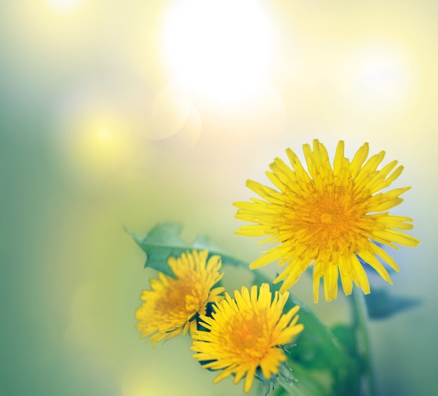 Spring background with yellow dandelion flowers