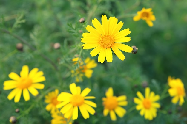 黄色の花と春の背景。春の花。