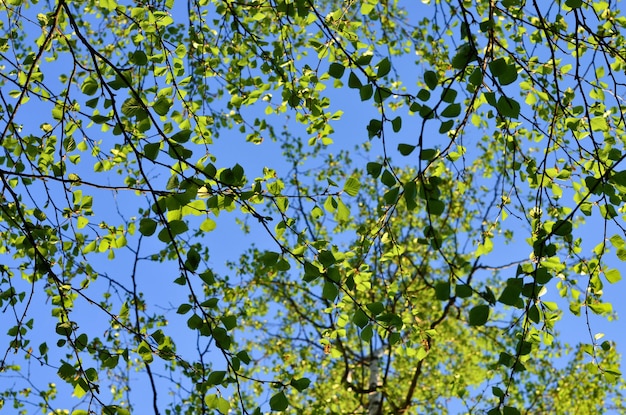 Spring background with young green leaves on a blue sky background