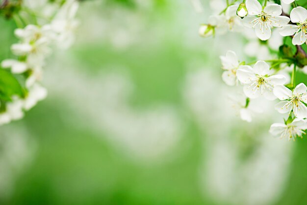 Spring background