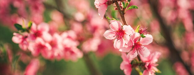 Photo spring banner blossom background pink blossom tree brach spring nature with blooming trees