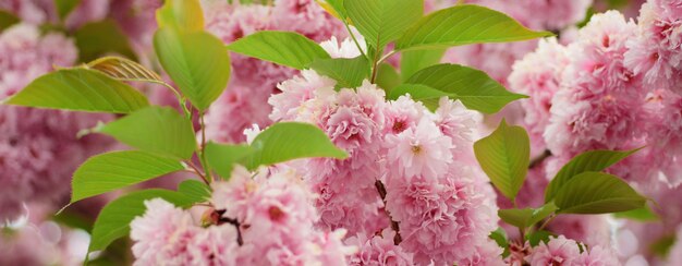 春のバナー 花の背景 サキュラ 日本の祭り 桜の花の木 サキュラの春の花