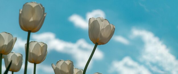 봄 배너, 꽃 배경입니다. 튤립 화이트 필드입니다. 튤립 밭에 피어난 튤립 꽃.