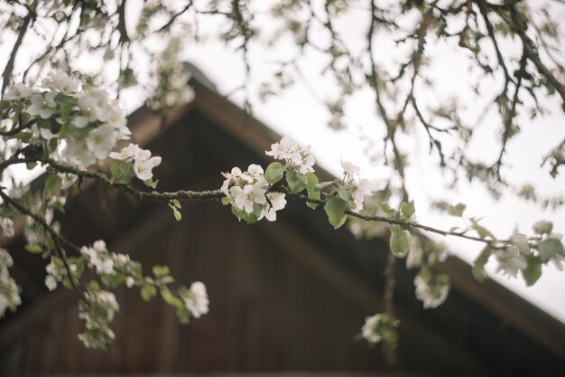 Spring banner branches of blossoming cherry against background of blue sky on nature outdoors Dreamy romantic image spring landscape panorama copy space