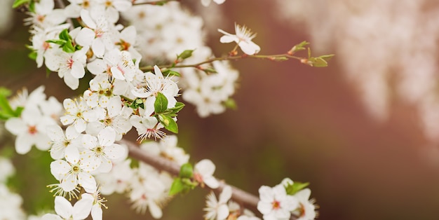 春のバナー、開花梅の木の枝。繊細な白とピンクの花のつぼみ。