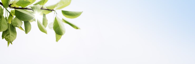 Spring banner with green leaves on a light background with copy space for text