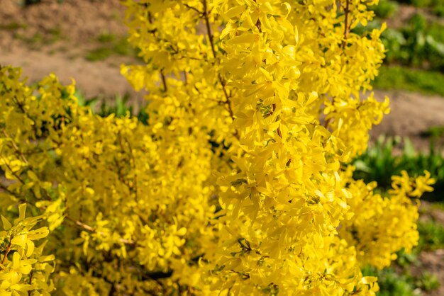 Spring beautiful bush with leaves of gold color