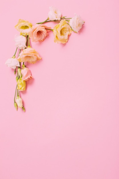 Весенние красивые цветы на розовом фоне