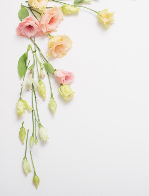 Spring beautiful flowers on white background