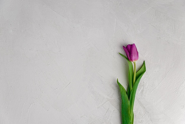 Spring beautiful purple color tulip on gray concrete old background copy space