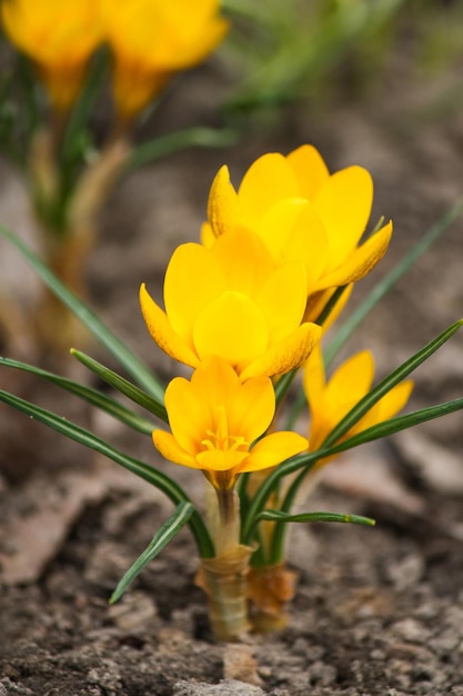 Spring beautiful yellow crocus flowers blooming in a park in sunlight