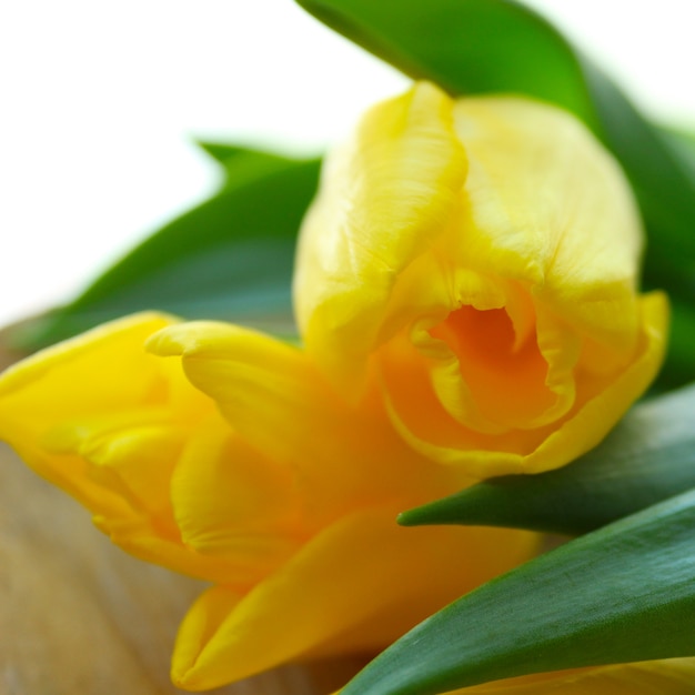 Spring beautiful yellow tulips