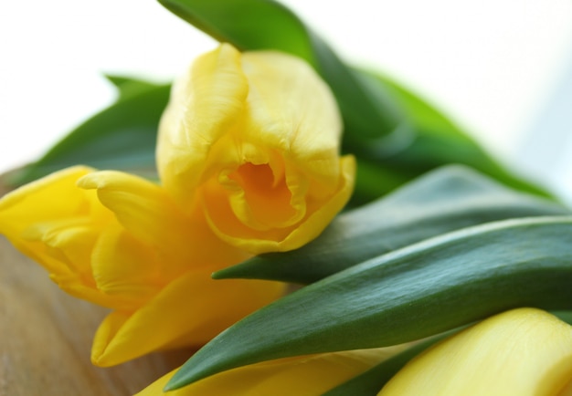 Spring beautiful yellow tulips