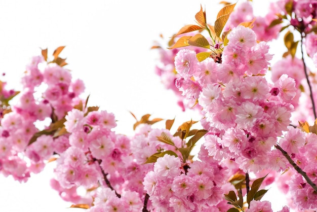 春の美しささくら咲く木自然の花の背景美しい春の花ピンクの桜の花新しい生活が自然の成長を開始し、女性の日母の日休日を目覚めさせる