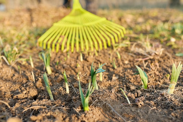 Spring bed rake seasonal backyard garden cleaning