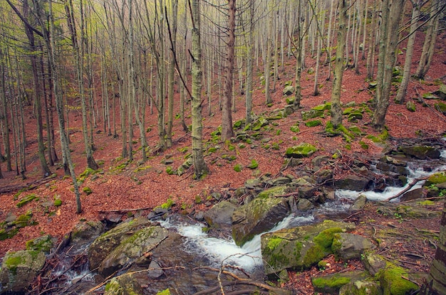 Spring beech forest with a waterfall