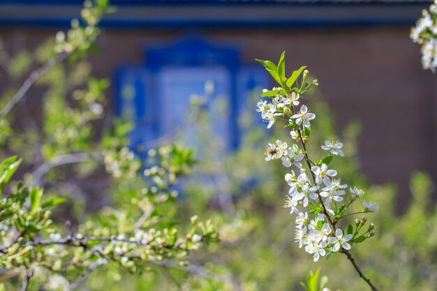 Spring Bees verzamelt nectar van de witte bloemen van een bloeiende kers op een wazige landelijke achtergrond