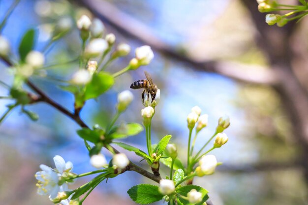 Spring Bees verzamelt nectar van de witte bloemen van een bloeiende kers op een wazige natuurlijke rug